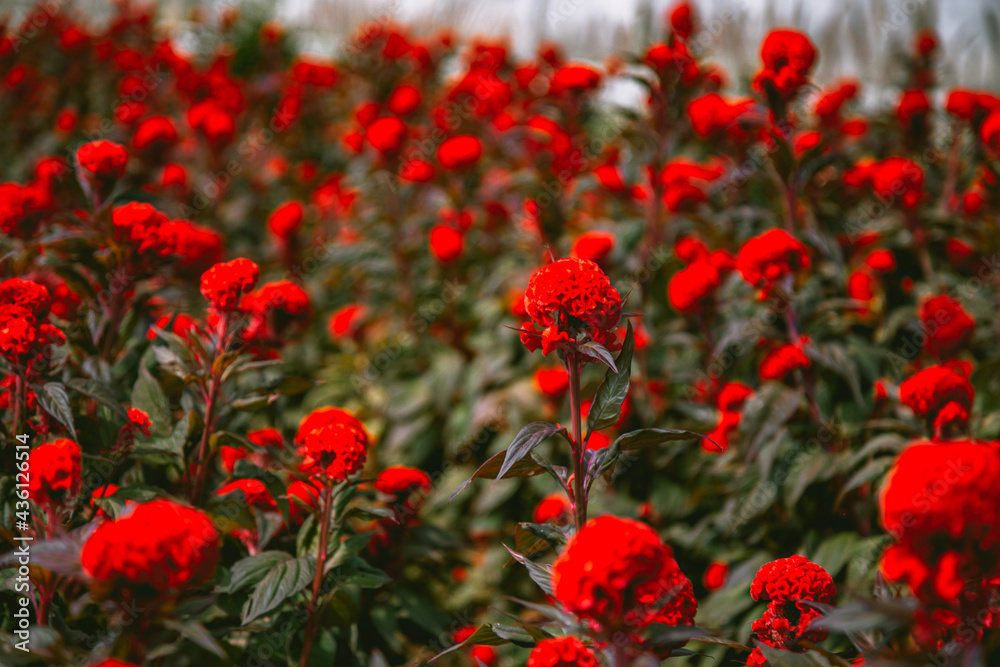 Flower Farm in Chiang Mai Province, Thailand Flower Farm in Chiang Mai Province, Thailand