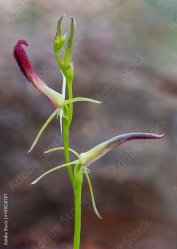 Leafless Tongue Orchid (Cryptostylis hunteriana) - endemic to south-eastern Australia - listed as "vulnerable" in NSW