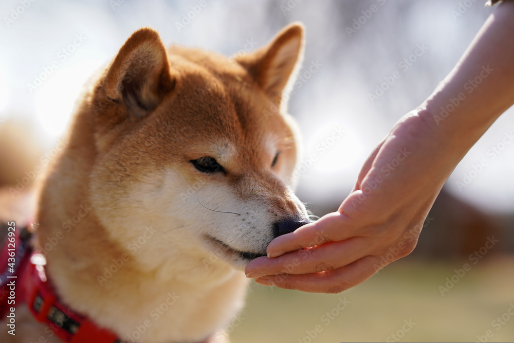 犬 柴犬 ごはん 食べる Stock 写真 Adobe Stock