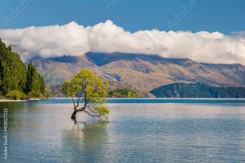 Close up famous beautiful that lonely tree located in shallow waters of Lake Wanaka  massive mountains peaks covered with fluffy clouds visible of the background  South Island  New Zealand