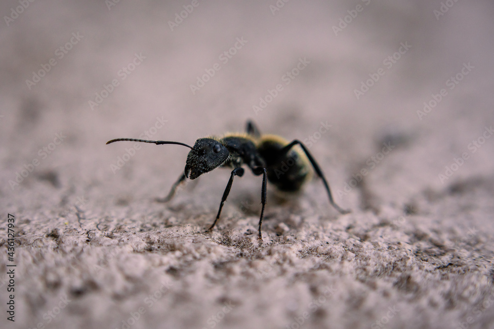 ant on the ground ant on the ground