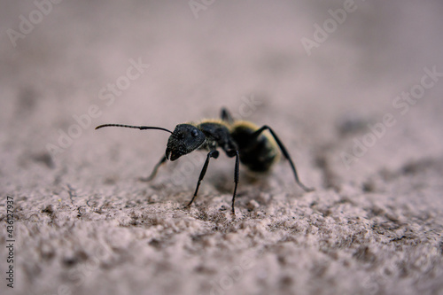 ant on the ground © patoouupato
