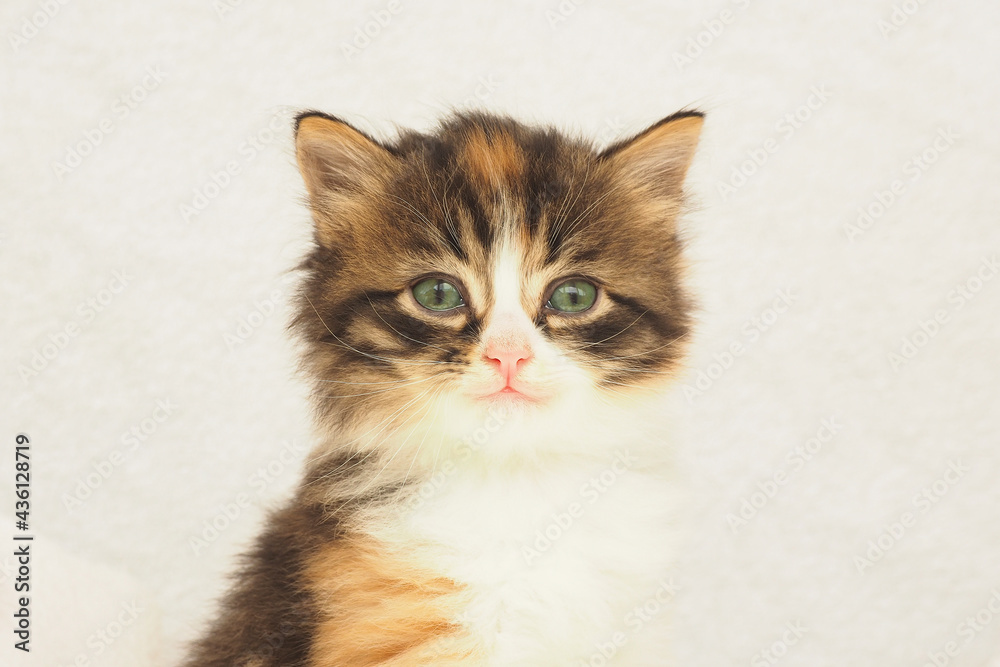 cute fluffy tricolor kitten with green eyes on a white background. copy space..