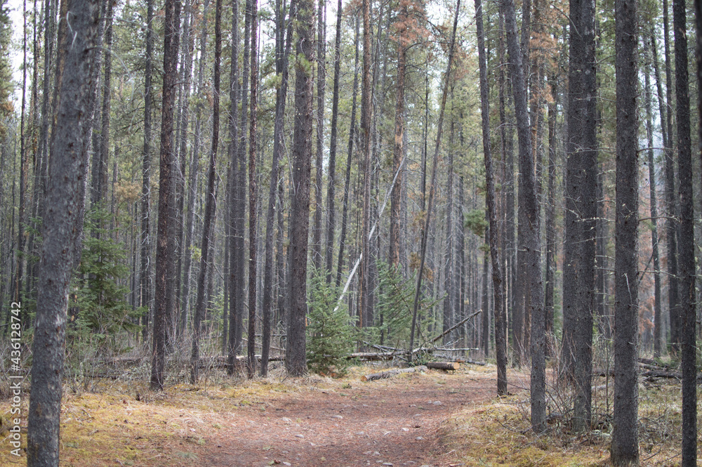 Snowy Forest Snowy Forest