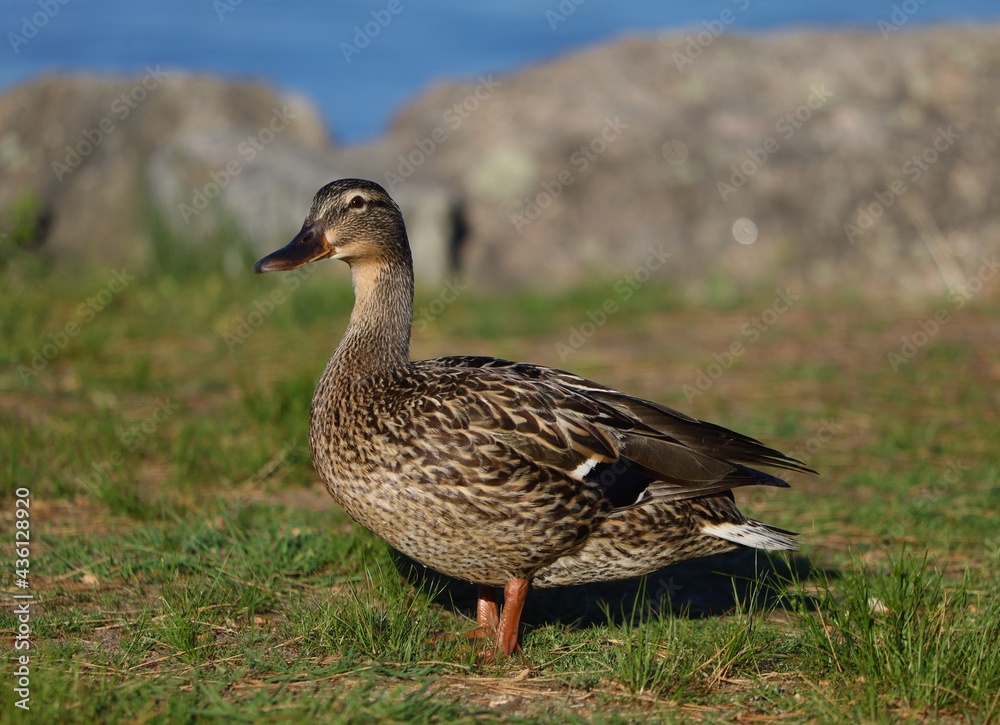 Duck 2 Duck 2