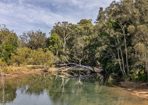 Trees   reflections at Moonee Beach Creek  NSW  Australia