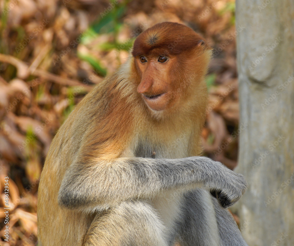 Obraz premium Portrait of young male proboscis (long-nosed) monkey, Sabah (Borneo), Malaysia