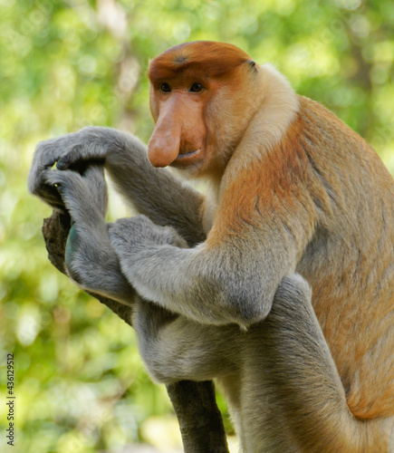 Portrait of male proboscis (long-nosed) monkey, Sabah (Borneo), Malaysia