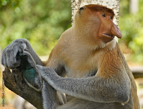 Portrait of male proboscis (long-nosed) monkey, Sabah (Borneo), Malaysia