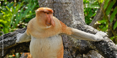 Photography Portrait of male proboscis (long-nosed) monkey, Sabah (Borneo), Malaysia