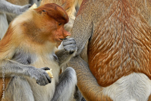 Fototapeta Naklejka Na Ścianę i Meble -  Portrait of young male proboscis (long-nosed) monkey eating, Sabah (Borneo), Malaysia