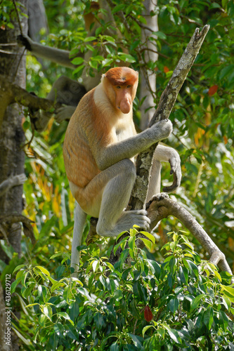 фотографія Male proboscis (long-nosed) monkey sitting in tree, Sabah (Borneo), Malaysia