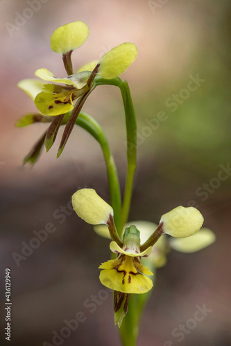 Diuris abbreviata (Lemon Doubletail Orchid) - endemic to eastern Australia - Doyles River State Forest, NSW, Australia