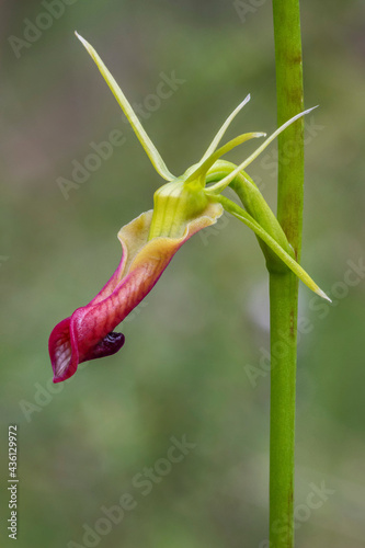 Large Tongue Orchid (Cryptostylis subulata) - endemic to south-east Australia photo