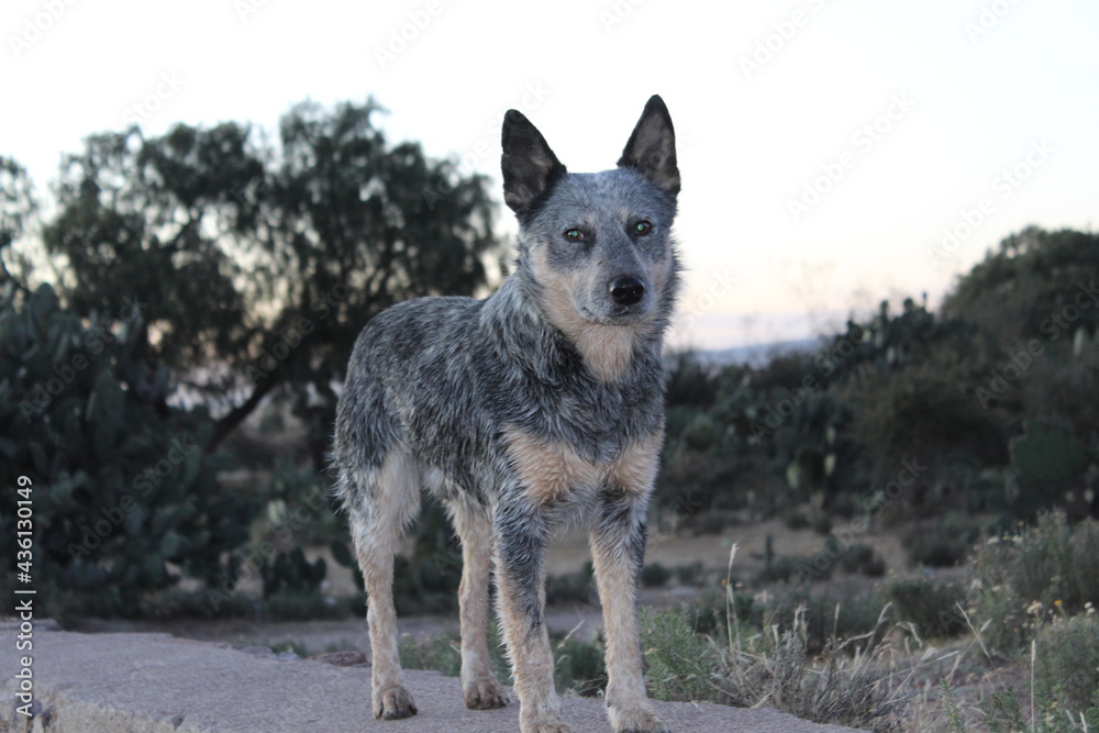 Australian cattle breed dog or Blue heeler portrait at nature Australian cattle breed dog or Blue heeler portrait at nature