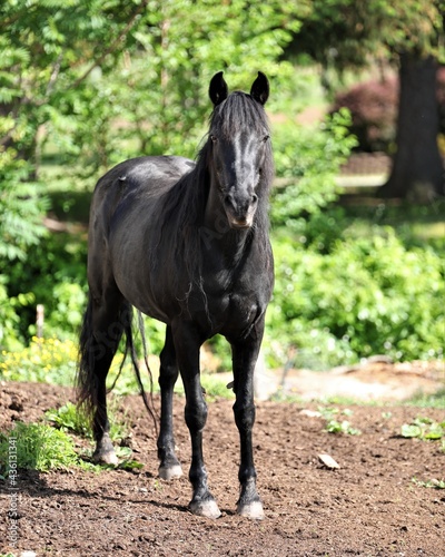 A Beautiful Black Horse in a Pasture in Pennsylvania