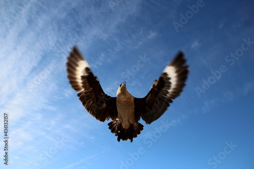 eagle in the sky