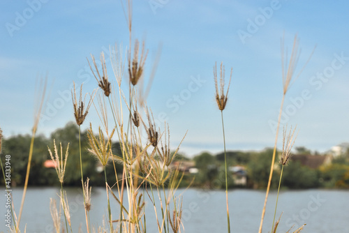 Grass flowers in the morning in front of landscape view
