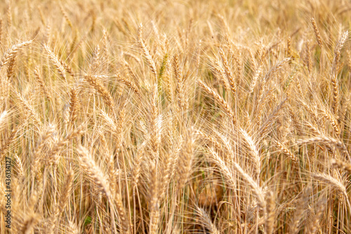 Gloden wheat field