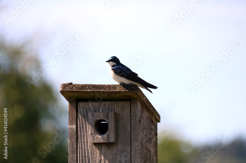 tree swallow bird on a birdhouse