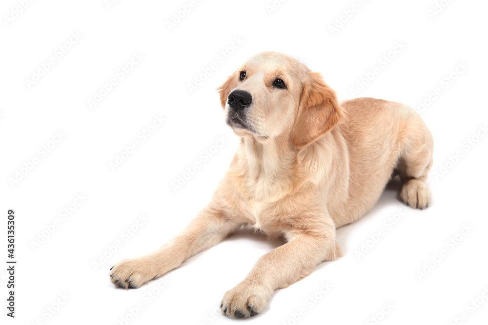 A cute funny puppy of Golden Retriever lies on an isolated white background and looks up. High quality photo