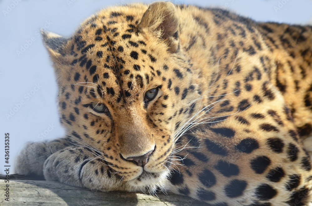 Obraz premium close up of leopard