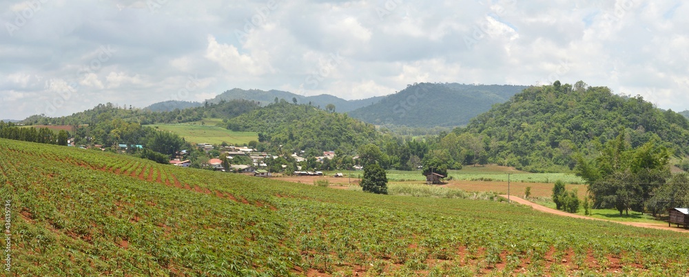 Obraz premium landscape with vineyard and mountain