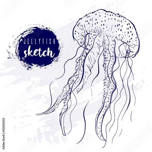 Vintage animal jellyfish marine sketch.Retro line style medusa.Hand drawn underwater.