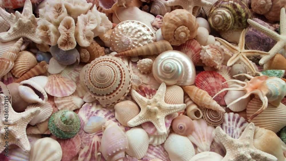 Starfishes, corals and many seashells. Camera moving above huge assortment of different sea creatures. Starfishes, corals and many seashells. Camera moving above huge assortment of different sea creatures.