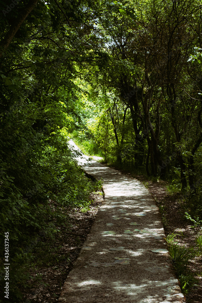 Spring. Beautiful nature in the forest. Spring. Beautiful nature in the forest.