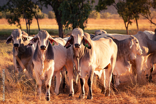 The bulls in the yards on a remote cattle station in Northern Territory in Australia at sunrise.