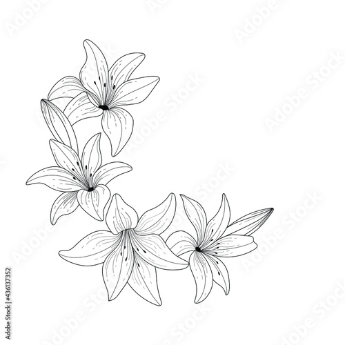 Botanical bouquet. Lily botanical flower. Black and white floral illustration. Flower sketch composition