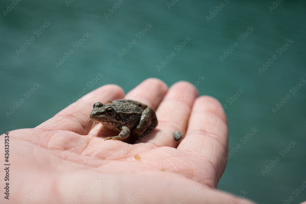 Cute animals on the palm. Cute animals on the palm.