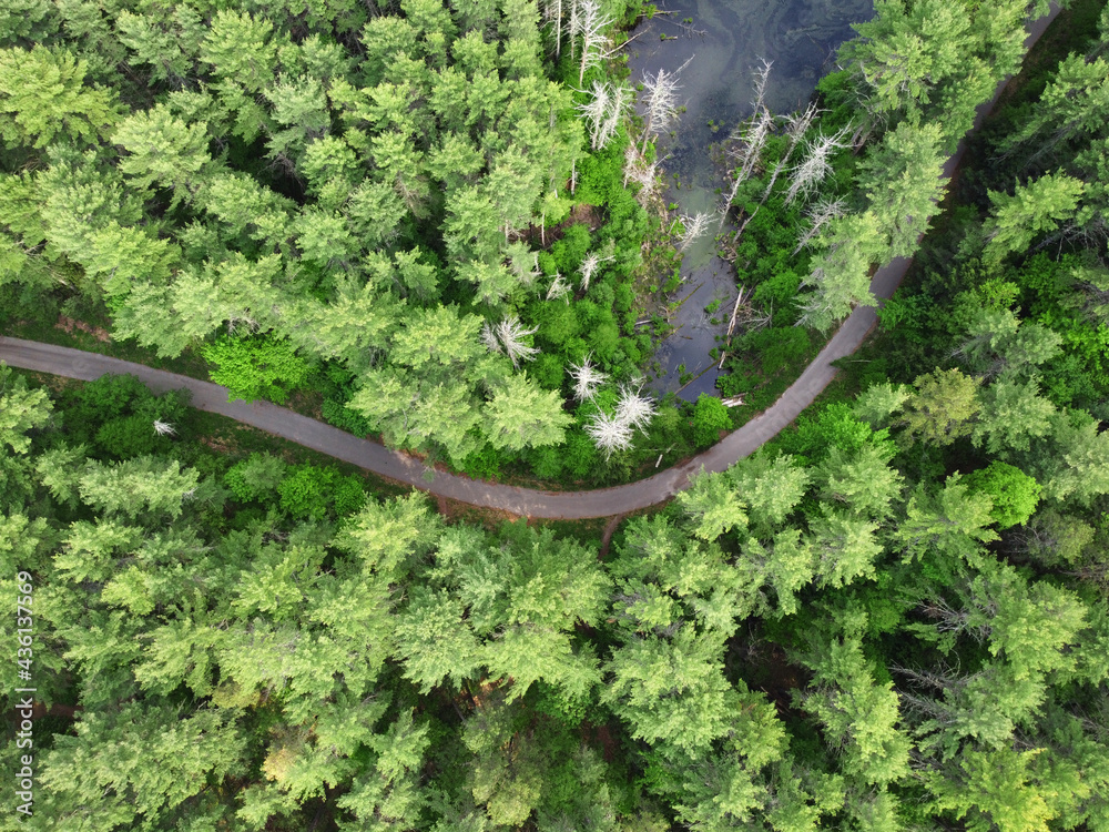 aerial view of the trail in green woods