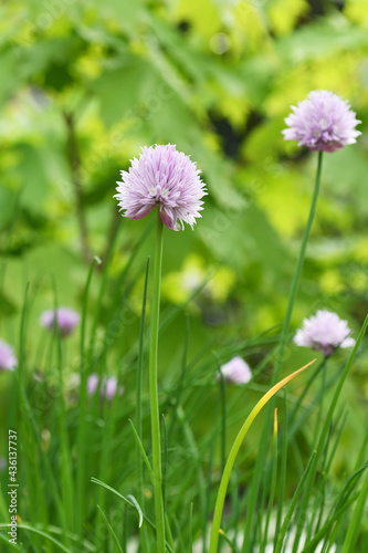 紫色の花 アサツキ