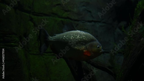 Red bellied piranha pacu swimming underwater Amazon River in South America during evening photo