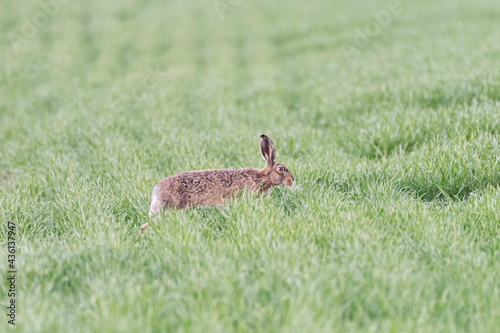 Wild brown hare with big ears sitting in a grass © remus20