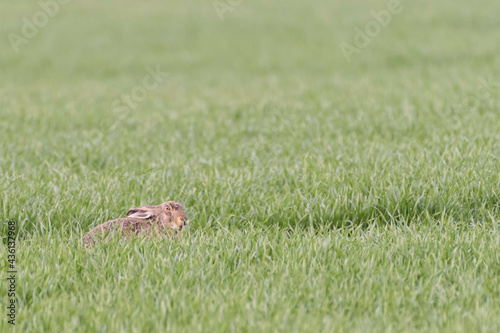 Wild brown hare with big ears sitting in a grass