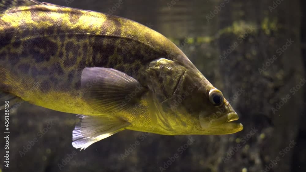 Siniperca chuatsi the mandarin fish or Chinese perch is species of