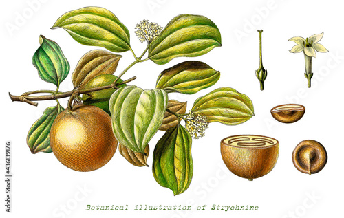 Botanical illustration of Strychnine hand drawn vintage engraving style clip art isolated on white background
