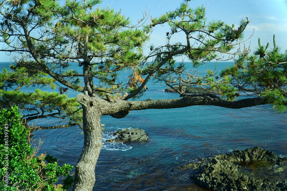 주상절리 해변 소나무