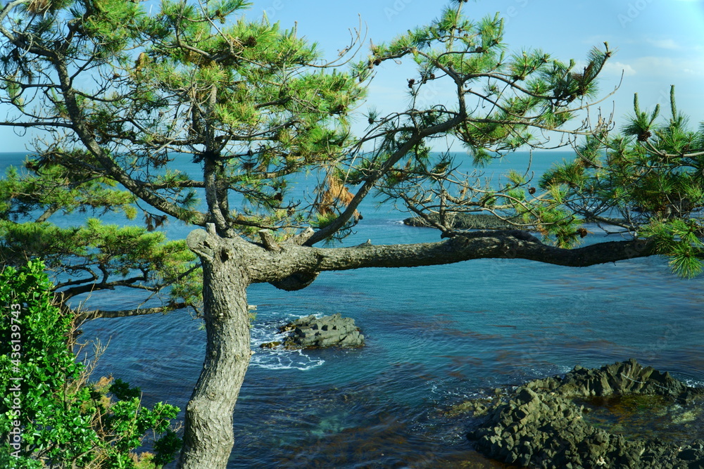 주상절리 해변 소나무 주상절리 해변 소나무