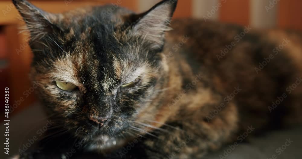Portrait attractive fluffy gloomy angry cat looking at camera lying relaxing on sofa at home Portrait attractive fluffy gloomy angry cat looking at camera lying relaxing on sofa at home