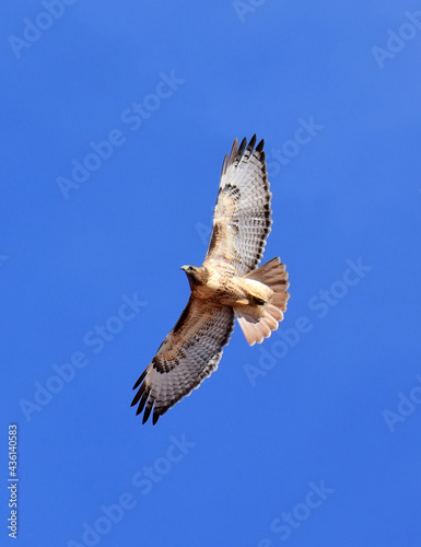 magnificent red-tailed hawk in flight 
 on a sunny day over the new mexican desert near alamogordo