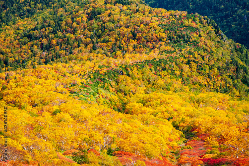 大雪山国立公園黒岳の紅葉