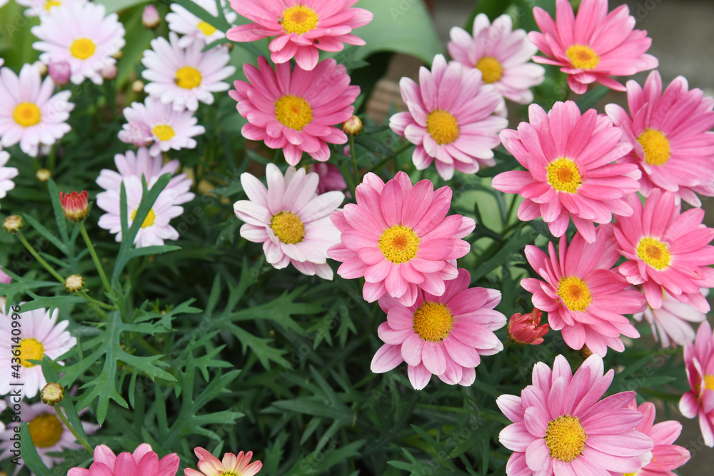 ピンク色の花 ピンク色の花