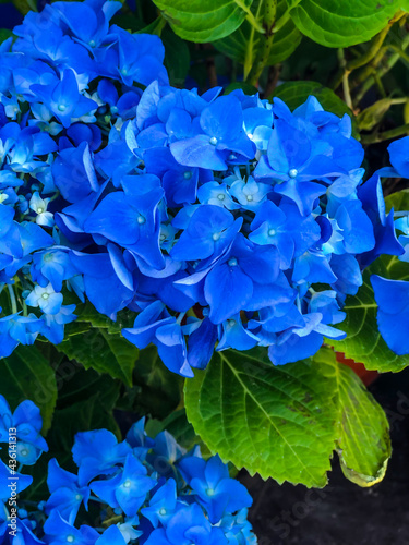 Stock Foto Flower blue hydrangea, beautiful summer flower