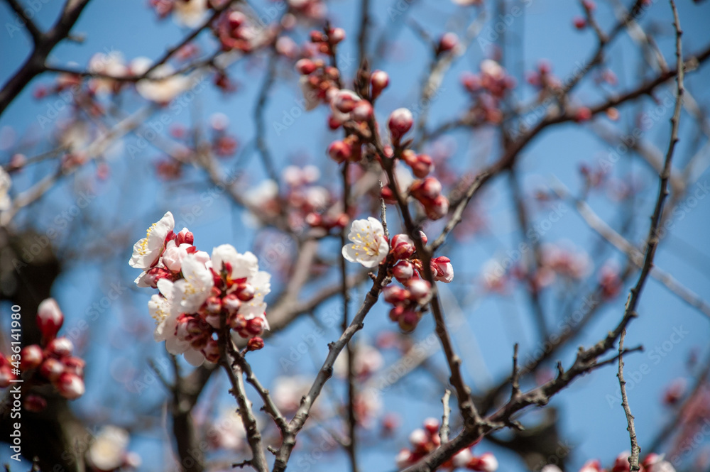 梅の花 梅の花