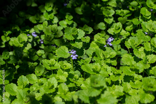 Macro view of Creeping Charlie (glechoma hederacea), an aromatic evergreen ground ivy plant, growing in a residential lawn. While an attractive plant, it is often considered an invasive weed in lawns. photo