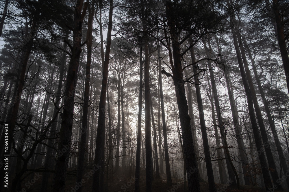 Fototapeta Trees growing in forest in foggy morning